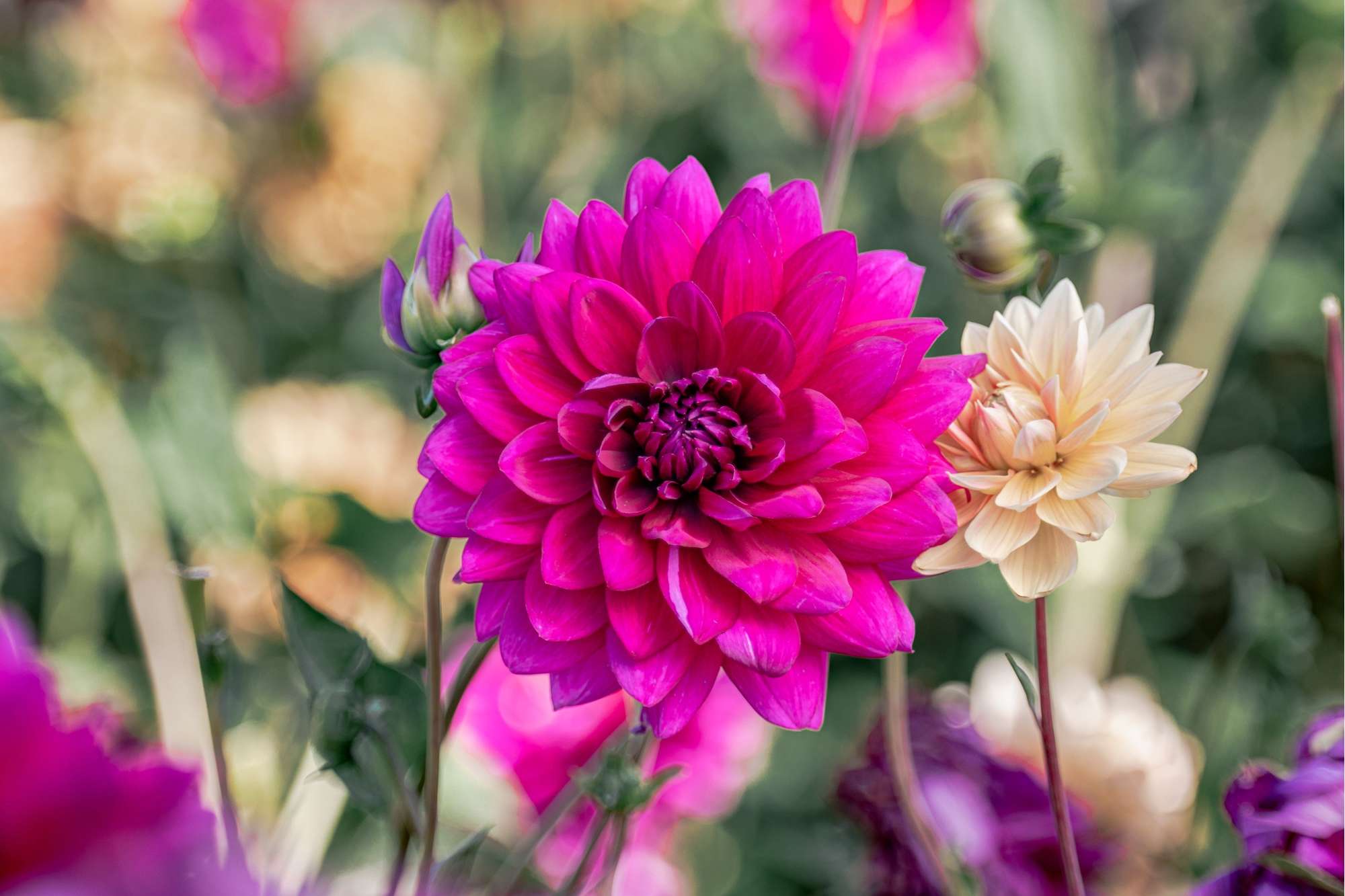 Dahlia 'Berner Oberland'
